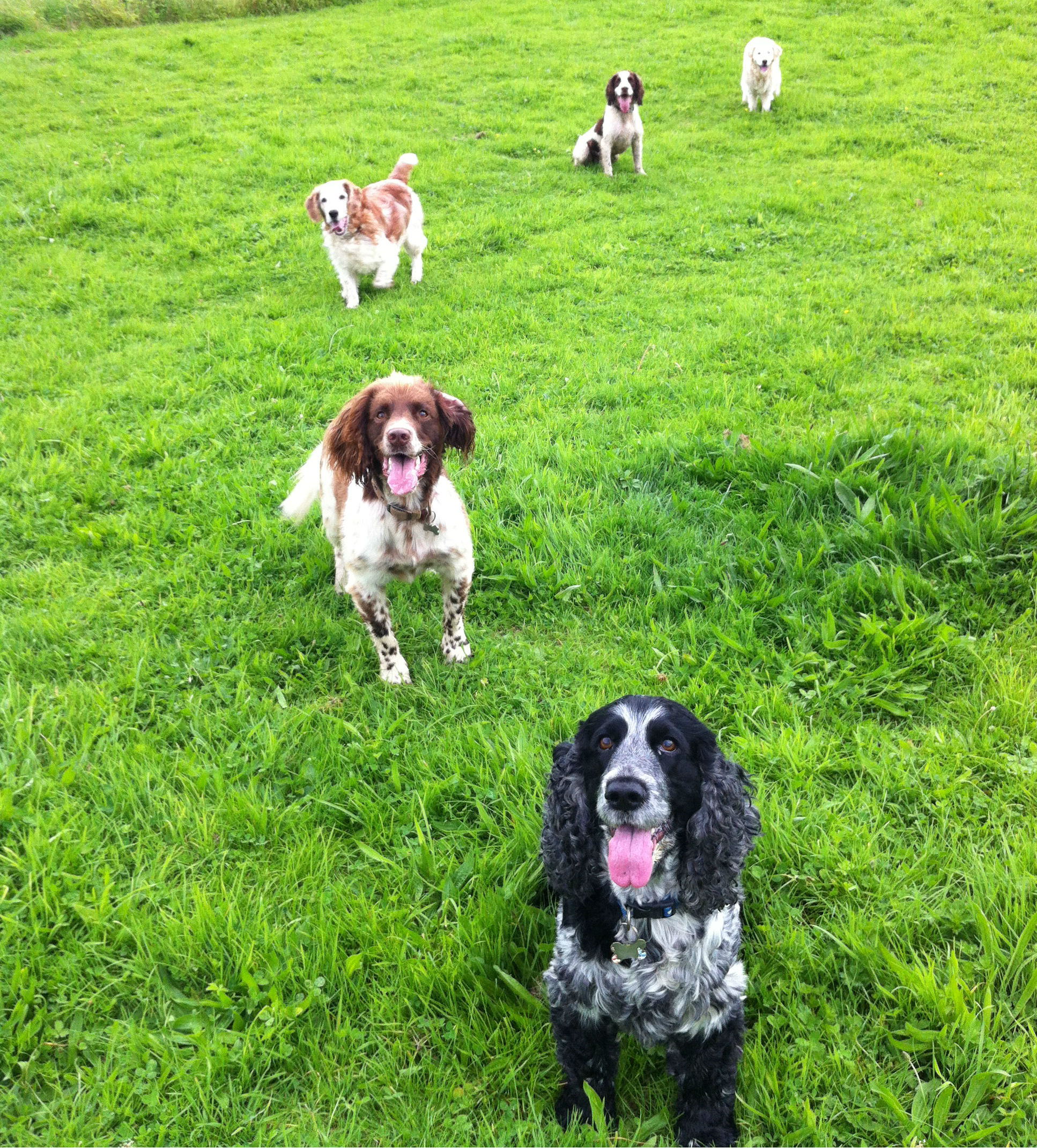 Why is training recall so difficult for dog owners? Dog Star Daily